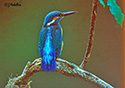 Alcedo atthis